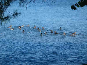 ducks.jpg (71662 bytes)